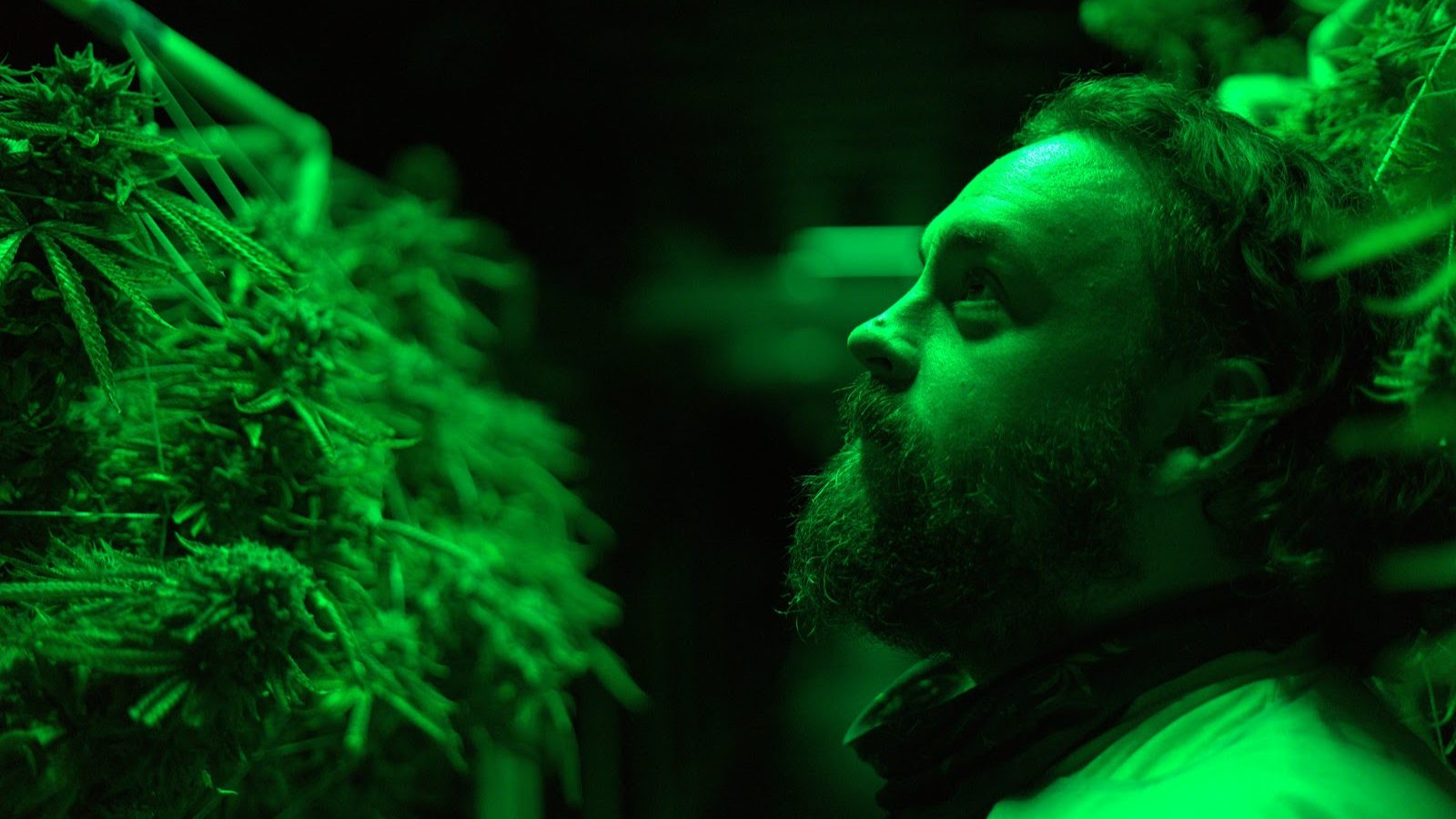 An NSM grower checking flowering plants under the grow lights